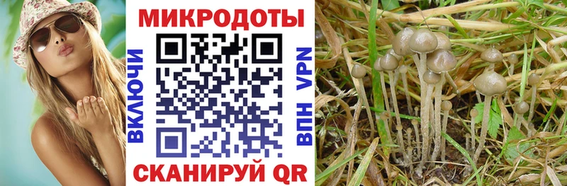 Псилоцибиновые грибы Psilocybine cubensis  Коркино 